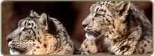 Endangered Species in Nepal - Snow leopards (Uncia uncia)