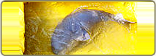 Endangered Species in Nepal - Gangetic Dolphin (Platanista gangetica)