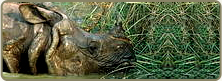 Endangered Species in Nepal - Greater One-Horned Rhinoceros